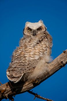 Great Horned Owl in Tree in Saskatchewan Canada Perched