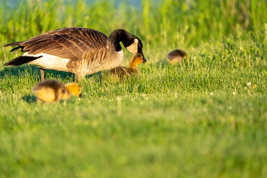 Goose Goslings Canada at Sunrise Northern Saskatchewan