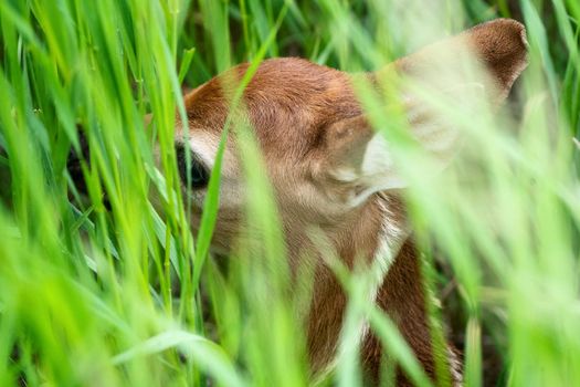 Deer Fawn Canada  young Newborn calf in Prairie 
