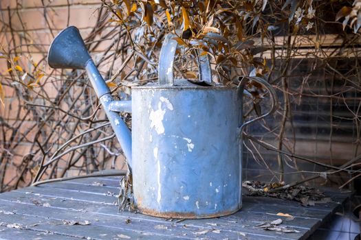 An old watering can on a table surrounded by vines in a domestic garden