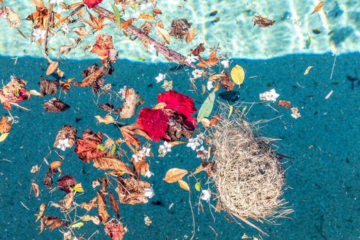 A birds nest floating in a swimming pool with leaves after a storm