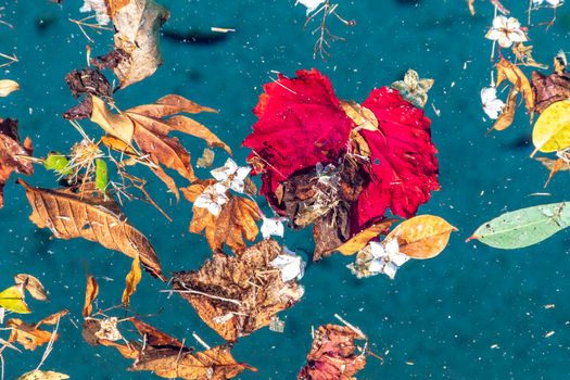 Colorful flowers and leaves floating in a swimming pool during a wind storm