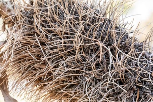 Photograph of a dead Banksia flower and plant due to bushfires in regional Australia