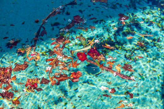 Colorful flowers and leaves floating in a swimming pool during a wind storm