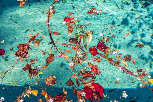 Colorful flowers and leaves floating in a swimming pool during a wind storm