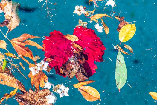 Colorful flowers and leaves floating in a swimming pool during a wind storm