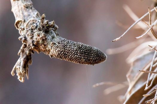 Photograph of a dead Banksia flower and plant due to bushfires in regional Australia