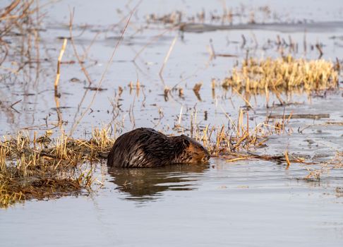 Beaver in Spring Canada Saskatchewan busy working