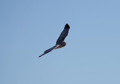 Hawk in Saskatchewan Canada in flight Canada