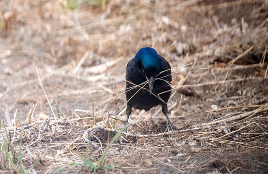 Balckbird Grackle on Ground close up foraging