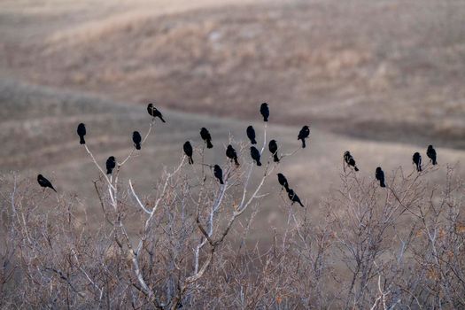 Blackbirds in Tree Springtime Saskatchewan Canada Multiple