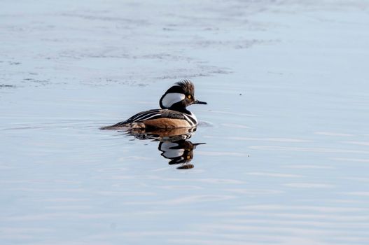 Hooded Merganser Ducks in Northern Saskatchewan Canada