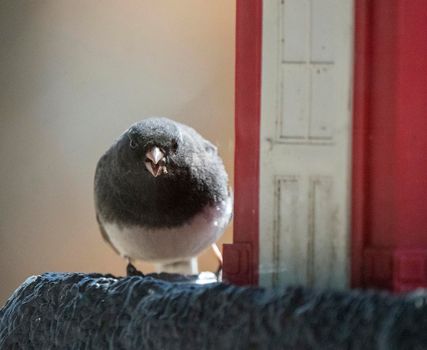 Wild Songbird at Feeder in Saskatchewan Canada