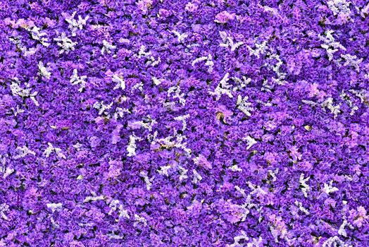 Blue and purple flowers of sea-lavender, statice, caspia, marsh-rosemary in thick carpet, Limonium plant.
