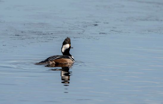 Hooded Merganser Ducks in Northern Saskatchewan Canada