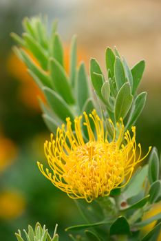 Pincushion flower formation of Leuocospermum cordifolium, plant of South Africa.