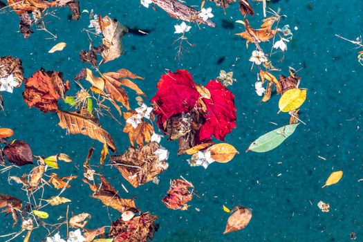 Colorful flowers and leaves floating in a swimming pool during a wind storm