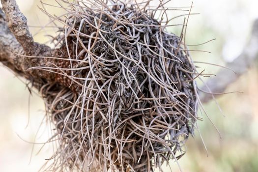 Photograph of a dead Banksia flower and plant due to bushfires in regional Australia