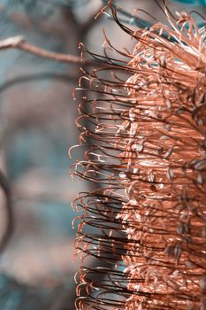 Photograph of a Banksia flower sprouting and returning to life in the sunshine after bushfires in regional Australia