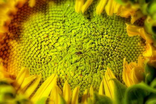 Close-up of the seeds still green, on a sunflower. Ant in the midle of the seed