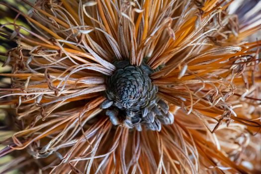 Photograph of a Banksia flower sprouting and returning to life in the sunshine after bushfires in regional Australia