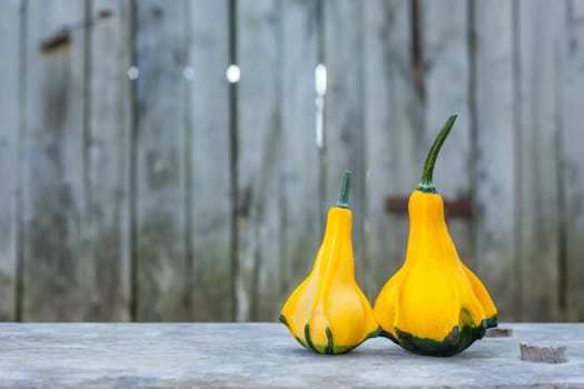 Two Yellow-green zucchini. Close up with a gray rustic background. Autumn motif.
