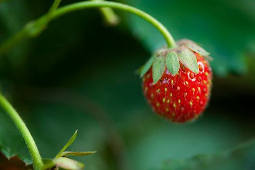 Red strawberry close up with green background. Strawberry is in a natural environment.