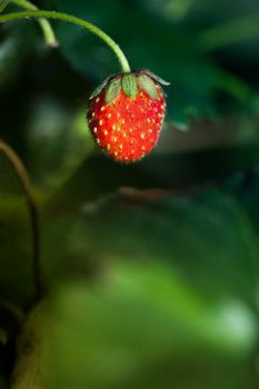 Red strawberry close up with green background. Strawberry is in a natural environment.