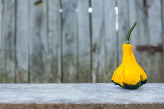 Yellow-green zucchini. Close up, with a gray rustic background. Autumn motif.