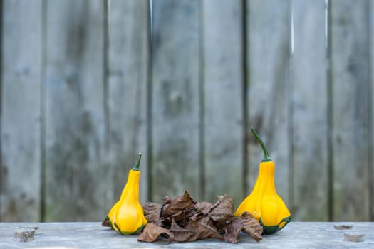 Two Yellow-green zucchini with brown dead leafs. Close up with a gray rustic background. Autumn motif.