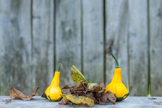 Two Yellow-green zucchini with brown dead leafs. Close up with a gray rustic background. Autumn motif.