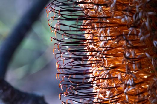 Photograph of a Banksia flower sprouting and returning to life in the sunshine after bushfires in regional Australia