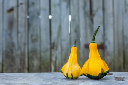 Two Yellow-green zucchini. Close up with a gray rustic background. Autumn motif.