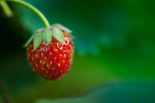 Red strawberry close up with green background. Strawberry is in a natural environment.
