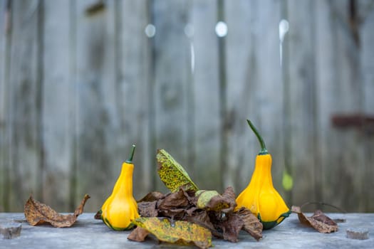 Two Yellow-green zucchini with brown dead leafs. Close up with a gray rustic background. Autumn motif.