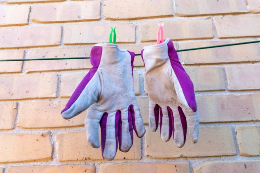 Purple gardening gloves drying on a clothes line in the wind