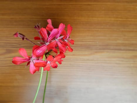 Red flower on wooden background taken up to down.
