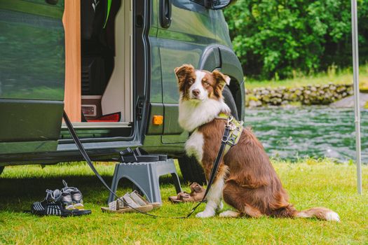 trip with pet. Happy Brown Dog Border Collie travel by car. Border Collie dog sitting near car camping on green grass near mountain river in norway. Holiday with camper and dog. doggy ready for travel