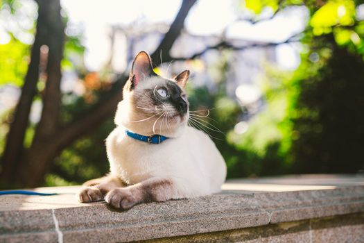 Portrait of a beautiful cat on leashes in the summer garden. Pets walking outdoor adventure in park. young cat, Siamese type, Mekong bobtail outdoors. two color cat without tail Mekong Bobtail breed.