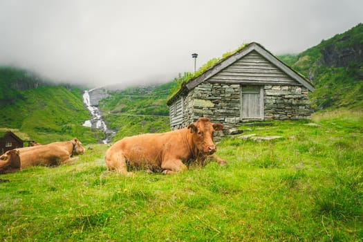 Funny brown cow on green grass in a field on nature in scandinavia. Cattle amid heavy fog and mountains with a waterfall near an old stone hut in Norway. Agriculture in Europe.