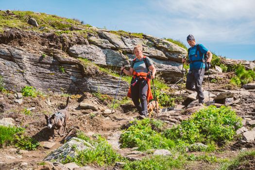 July 26, 2019. Norway. hikers with dogs on the Trolltunga. Dog hiking in Norway. hiking, trekking, lifestyle with pet Norway concept. Hikers with dogs in mountain. Man with dog on the trip in the mountains.