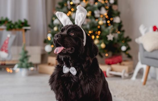 Newfoundland dog with butterfly tie and hare ears rim sitting near christmas tree at home