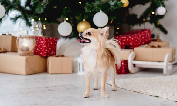 Chihuahua dog near decorated christmas tree and presents at home