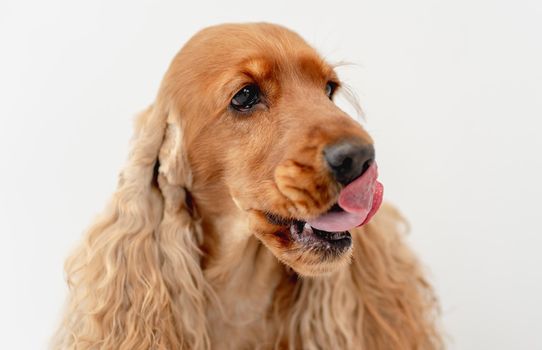 Portrait of English cocker spaniel dog at home on white wall background