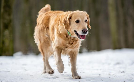Golden retriever dog walking in the winter park in snowy day