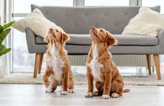 Couple of toller puppies sitting on floor near sofa with heads up at home