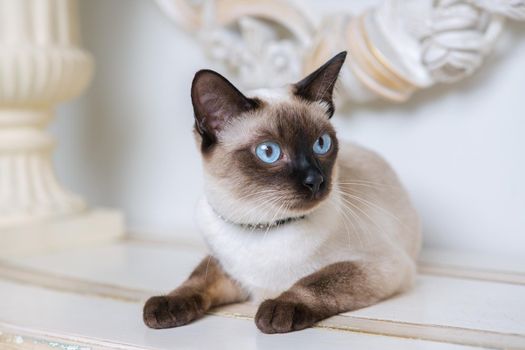 two color cat without tail Mekong Bobtail breed with jewel precious necklace of pearls around neck. Cat And necklace. Blue eyed Female Cat of Breed Mekong Bobtail, Sitting with gems on the neck.