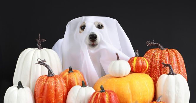 Cute dog in white ghost Halloween costume standing near composition of various colorful pumpkins against black background