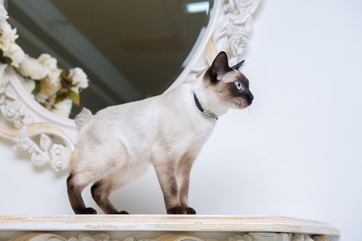 two color cat without tail Mekong Bobtail breed with jewel precious necklace of pearls around neck. Cat And necklace. Blue eyed Female Cat of Breed Mekong Bobtail, Sitting with gems on the neck.