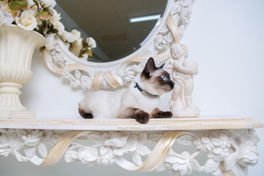 two color cat without tail Mekong Bobtail breed with jewel precious necklace of pearls around neck. Cat And necklace. Blue eyed Female Cat of Breed Mekong Bobtail, Sitting with gems on the neck.